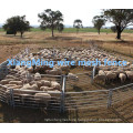 Heavy Durty Sheep Yards Panel zum Verkauf (mit ISO9001 und SGS)